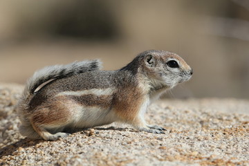 écureuil antilope 9