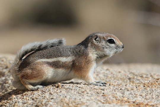 &eacute;cureuil antilope 9