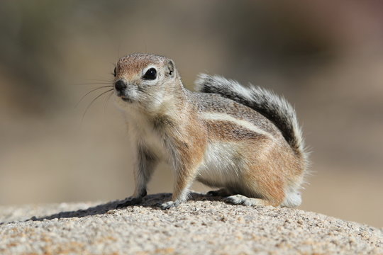 &eacute;cureuil antilope 8