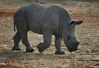 young white rhino
