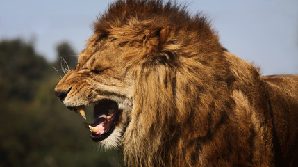 GROWLING LION