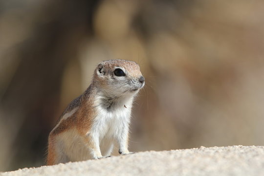&eacute;cureuil antilope 2