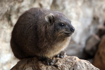 Rock Hyrax