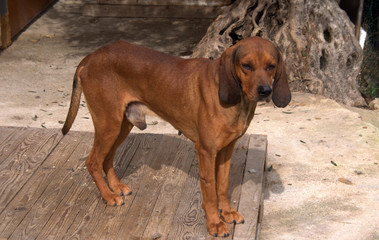 Cane da caccia