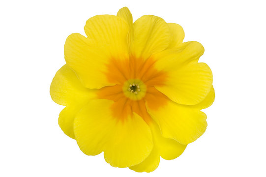 Blume (Primel)