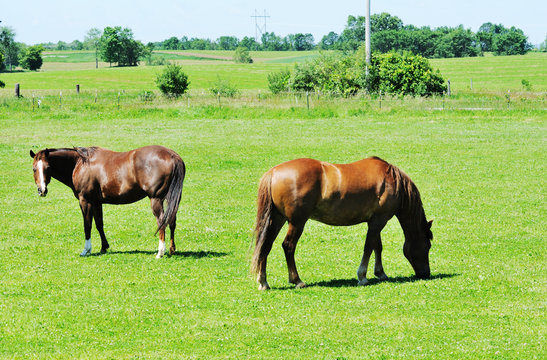 Two Brown Horses