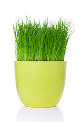 grass in flowerpot