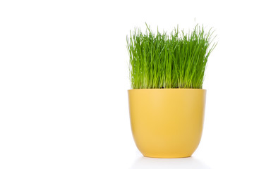 grass in flowerpot
