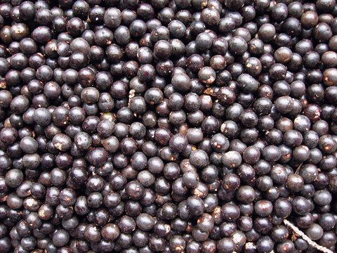 Acai Fruit Harvest