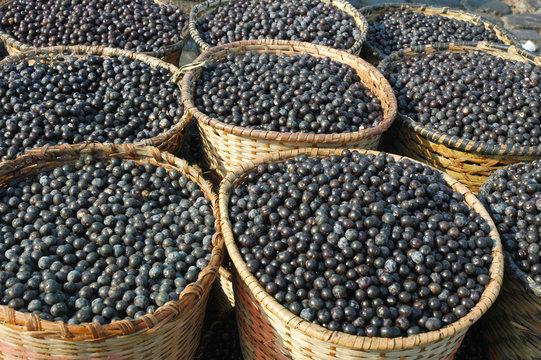 Acai Fruit Harvest and Market.