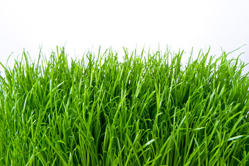 Obraz premium green grass