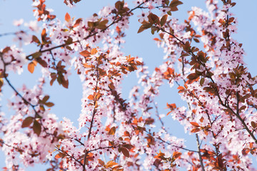 branches with flowers