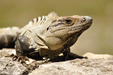 Close-up of an Iguana