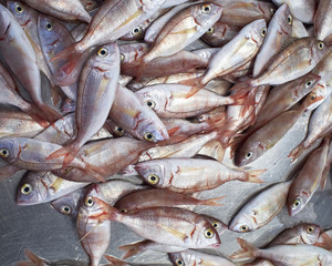 common pandora fish at the central market, natural background