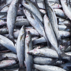 flathead mullets fish, natural background