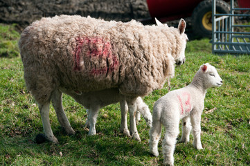 new born lamb in a field in england