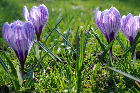 Crocus Flowers