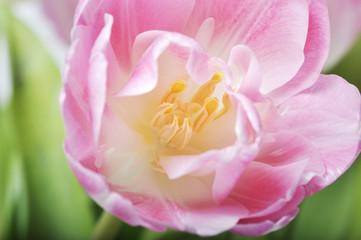 Obraz premium Tulpe