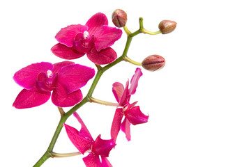 orchidea su sfondo bianco