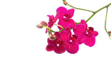 orchidea su sfondo bianco