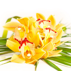 Fototapeta na wymiar flower orchid