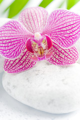 rosa orchidee auf weißen steinen