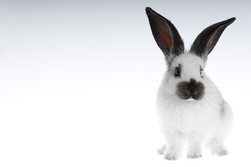 lapin sur fond dégradé