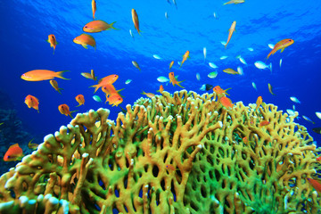 Fototapeta na wymiar Tropical Fish and beautiful corals