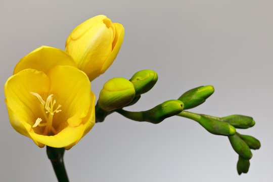 yellow fresia