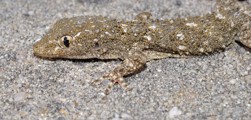 gécko gekko reptile lézard