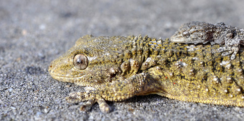 gécko gekko lézards reptiles