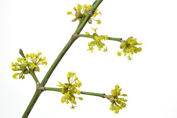 Obraz premium Blüte einer Kornelkirsche, weißer Hintergrund