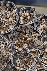 Bienenhotel mit Mauerbienen
