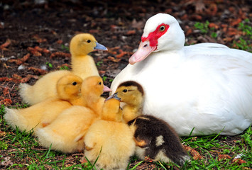 Paperi o anatroccoli