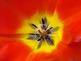 Fototapeten Stempel und Staubblätter einer roten Tulpe © nfrPictures