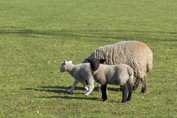Obraz premium ewe and two lambs