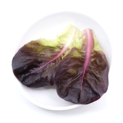 Roter Kopfsalat