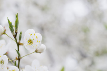 Cherry blossom
