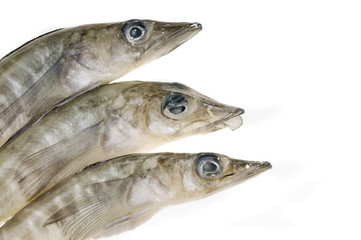 Sea food;fish