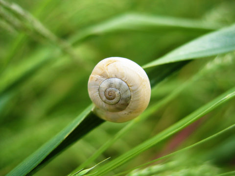 Single Mediterranean white garden snail on grass, Pyrenees Orientales, France