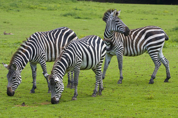 Naklejka na ściany i meble Three zebras on a green grass