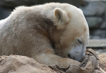 kuschelnder Eisbaer