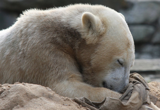 kuschelnder Eisbaer