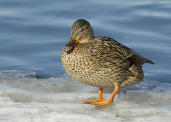 Mallard on the ice
