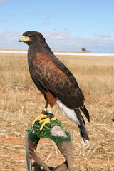 Harris Hawk.