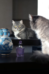 Cat watching in the mirror