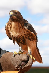 Águila Ratonera de Cola Roja.