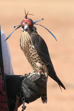 Halc&oacute;n con caperuza.