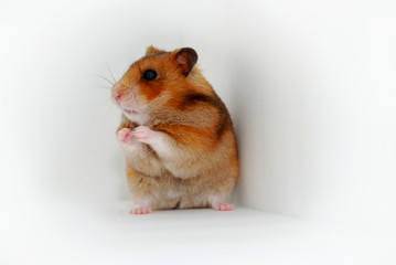 hamster8