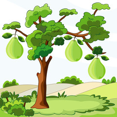 tree with green pears